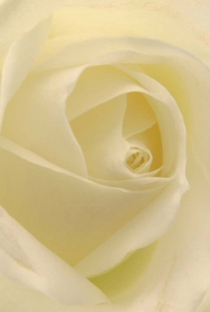 Up close, the subtle artistry of a white rose is revealed-its petals layered with the utmost care, each shade of cream and white softly merging into the next. This bouquet, arranged in Forest Gate by hands deeply familiar with the local community, radiates tranquility and sophistication. The light diffuses smoothly over every curve, echoing the gentle brightness that fills the streets near Forest Lane. Suitable for intimate gestures-be it a token of sincere apology, a romantic statement, or an elegant centrepiece at a Forest Gate wedding-this bloom expresses purity and unwavering resilience. The central spiral is nearly perfect, signalling quiet strength, while the delicate gradations of colour and hint of shadow highlight the flower's natural beauty. It's easy to imagine the subtle, calming scent filling a room or veranda, mirroring the serenity that pervades Forest Gate's hidden gardens. Each bouquet is tailored with heart, capturing both visual splendour and authentic sentiment for every occasion in this cherished East London neighbourhood.